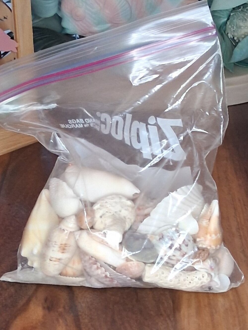 Natural Florida Beach Seashell Collection - For Bulk Crafting DIY Bag Lot